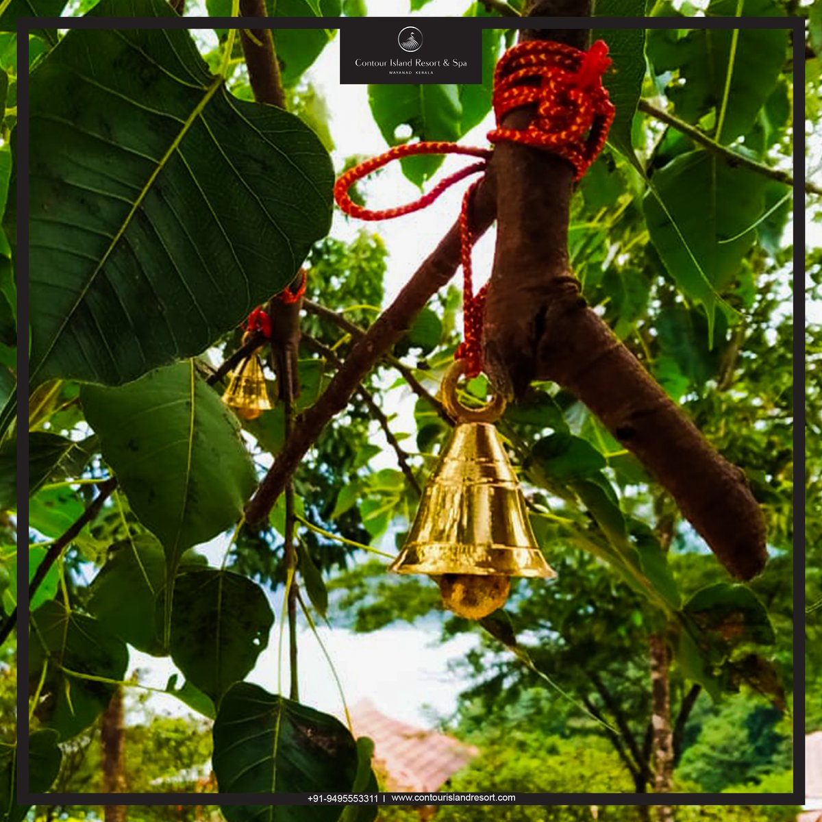 contourisland's tweet photo. What's in a bell? The localites, our guests tie bell to an age old Banyan Tree, located at the center of the Resort, whispering the wish they want to come true. 

Don't forget to ask us for a bell, for it's here your wishes come true. 

#wishtree #culture #tradition #travel https://t.co/WKMzuihcwf