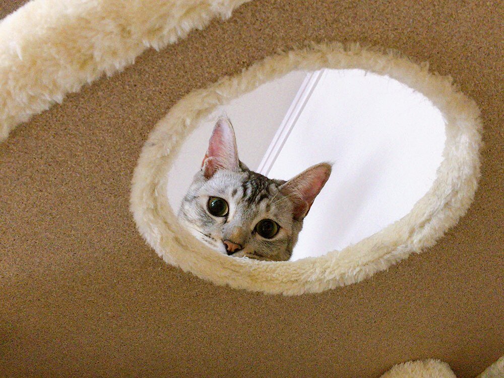 ねねはん 我が家はキッチン侵入禁止なのに 今までの策をことごとく打破していく保護猫いろちゃん 思い切って全部作り直しました 丸2日かけて 見た目とか気にしない 何も塗らずに使います 暑いから上空間あけたけど たぶんそのうち越えると思う