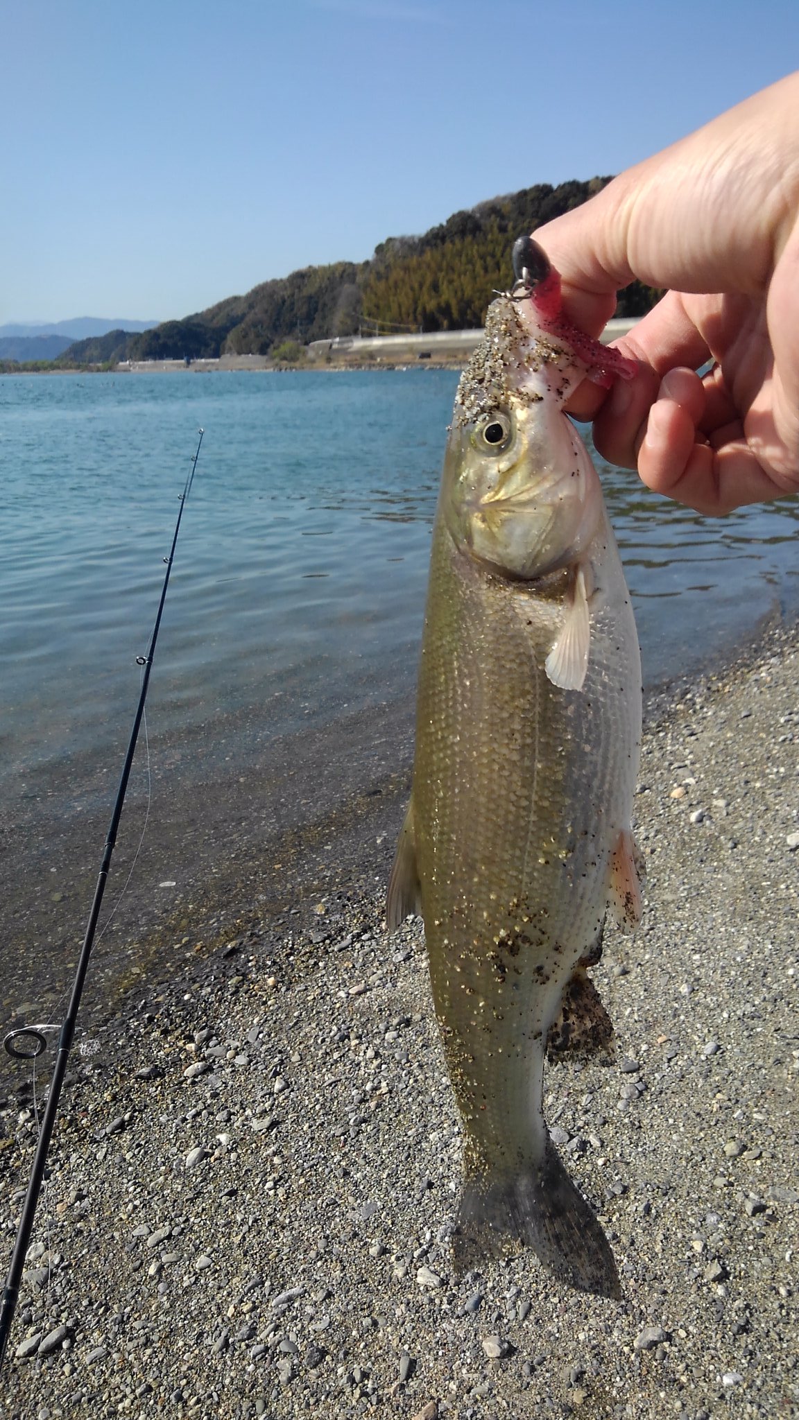 釣狂 今日は初めて仁淀川河口へ本命シーバスで釣りしてたのになんとかかったのがニゴイのみ 次はシーバスつりたいかも T Co Atv17uhlmk Twitter