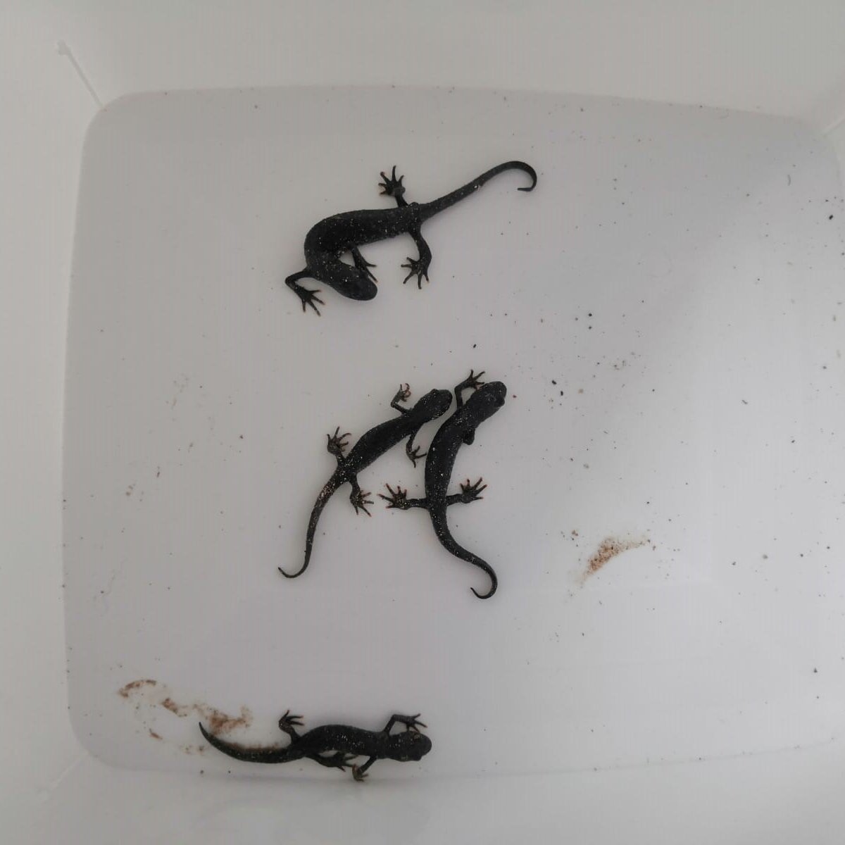 Newts on the move!

We have had Great Crested Newts overwintering in the cellar at our offices.

These guys are now on the way to our ponds!

#greatcrestednewt #gcn #newts #ukamphibians

(Photos taken under licence)
