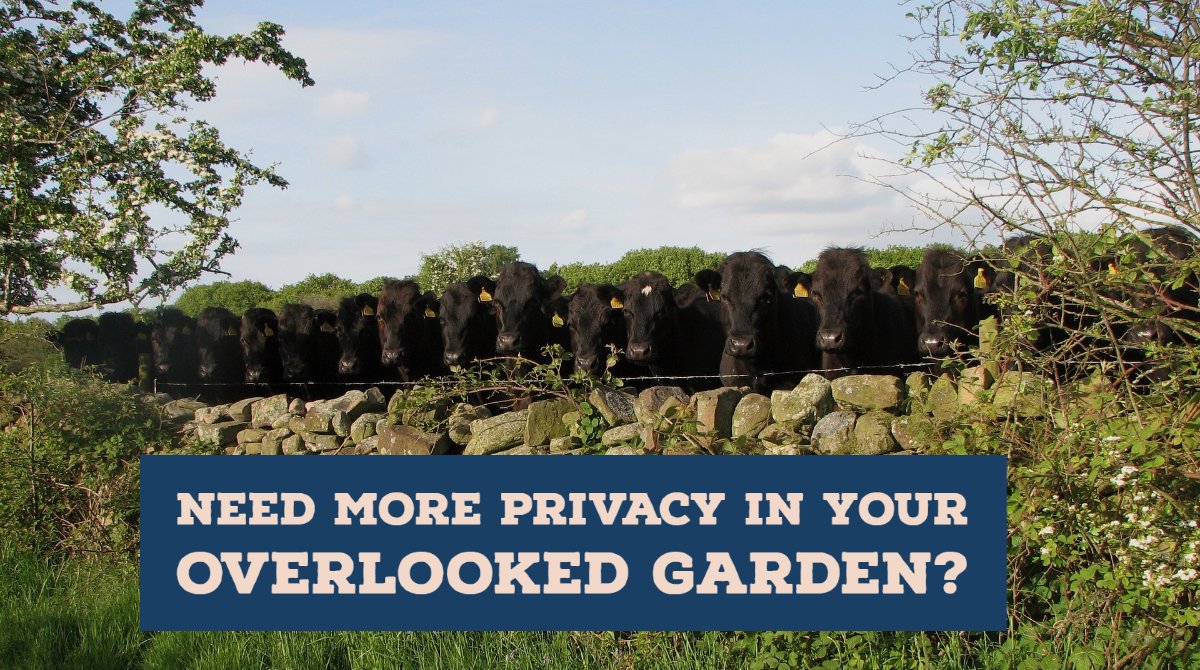 ThePeterBelton's tweet photo. If you find it hard to relax outside without being overlooked by your neighbours, take a look at our #NaturalScreening PDF today ➡️ https://t.co/9iActCpew3
#PrivacyTrees #PrivacyScreening #gardendesign #gardendesignideas https://t.co/PQNLjQvR4D