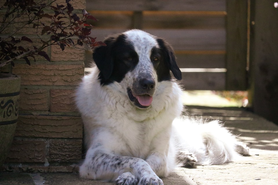 VisitRich's tweet photo. Looking for #dogfriendly places for somewhere to eat or drink in #Richmond? Be sure to try #Mocha, #KingsHead, #CastleTavern, #TheStationCafe or #Penleys, to name but a few ... https://t.co/bR6wzidNIZ