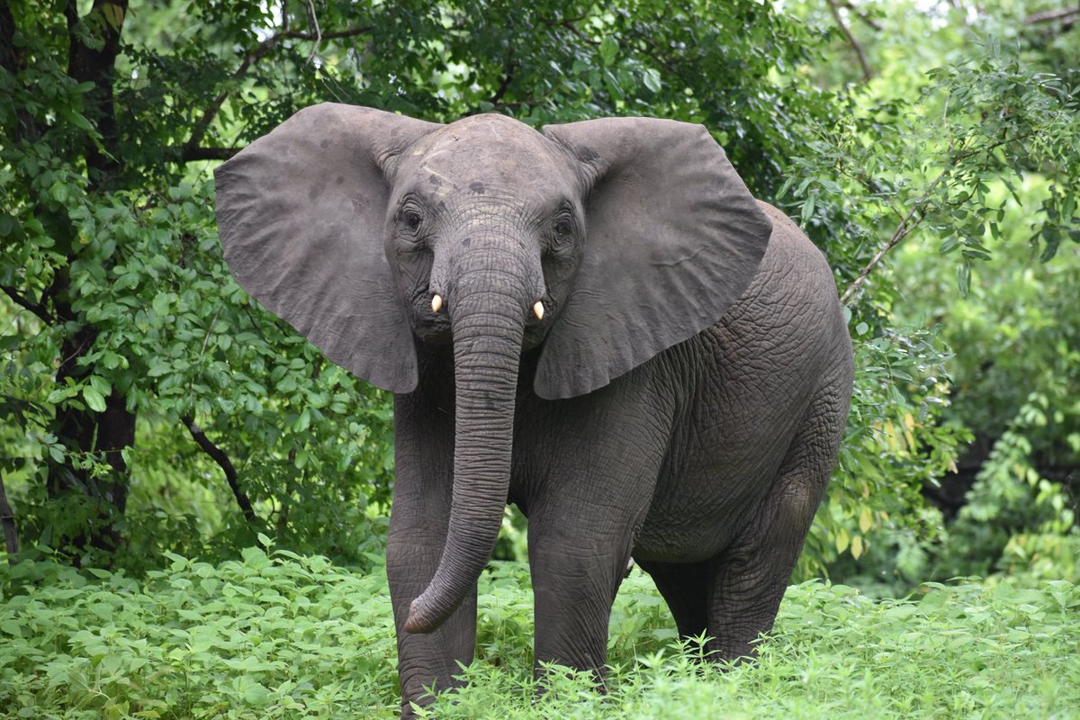 ClassicSafari's tweet photo. Mkulumadzi recently reopened for the new season, but before the first guests could be welcomed, a couple of elephants popped in to do an inspection! @RobinPopeSafari

Find out more about this safari lodge in #Malawi here: https://t.co/YwyjafiOIp 
#SafariLodge #Safari https://t.co/lm7Xw5BYQV