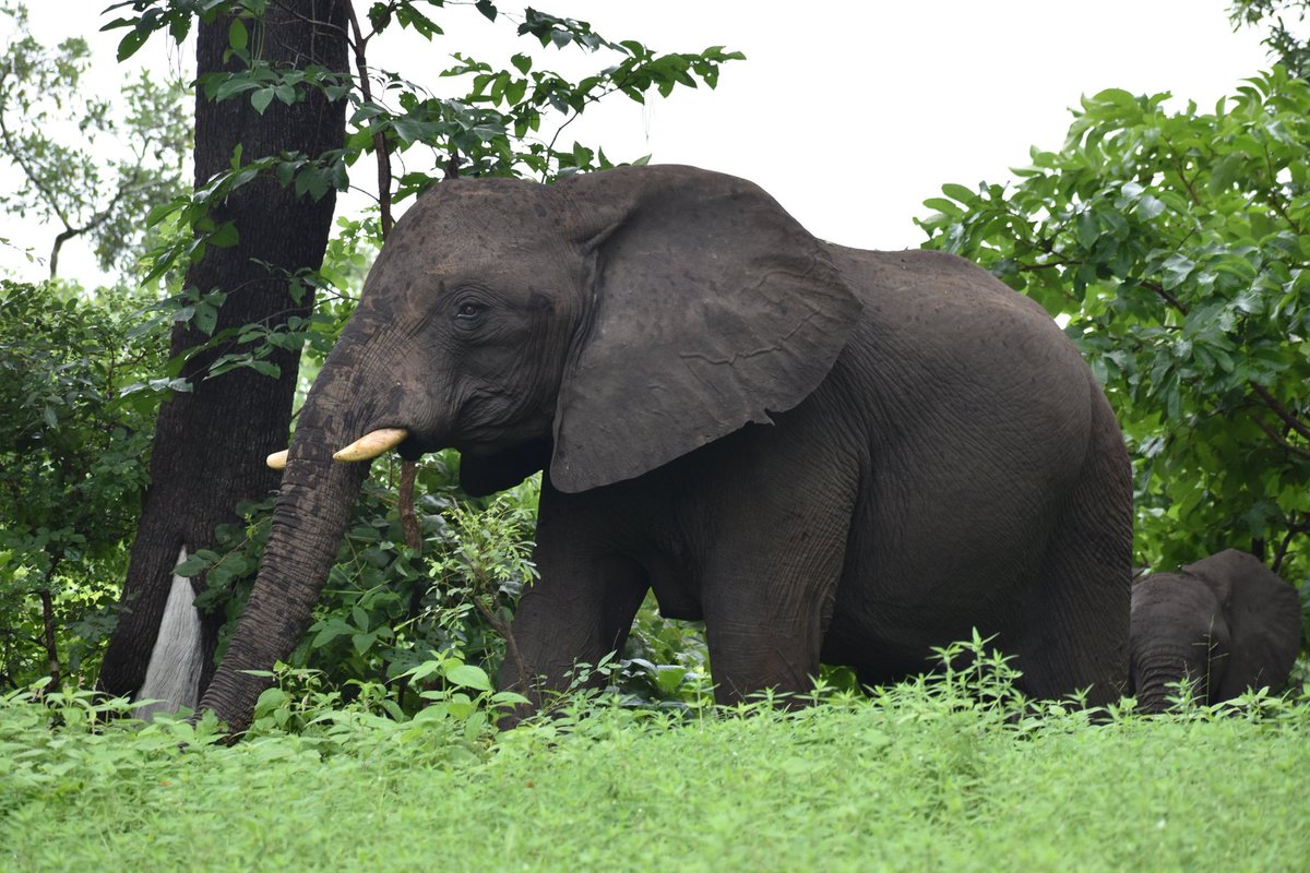 ClassicSafari's tweet photo. Mkulumadzi recently reopened for the new season, but before the first guests could be welcomed, a couple of elephants popped in to do an inspection! @RobinPopeSafari

Find out more about this safari lodge in #Malawi here: https://t.co/YwyjafiOIp 
#SafariLodge #Safari https://t.co/lm7Xw5BYQV