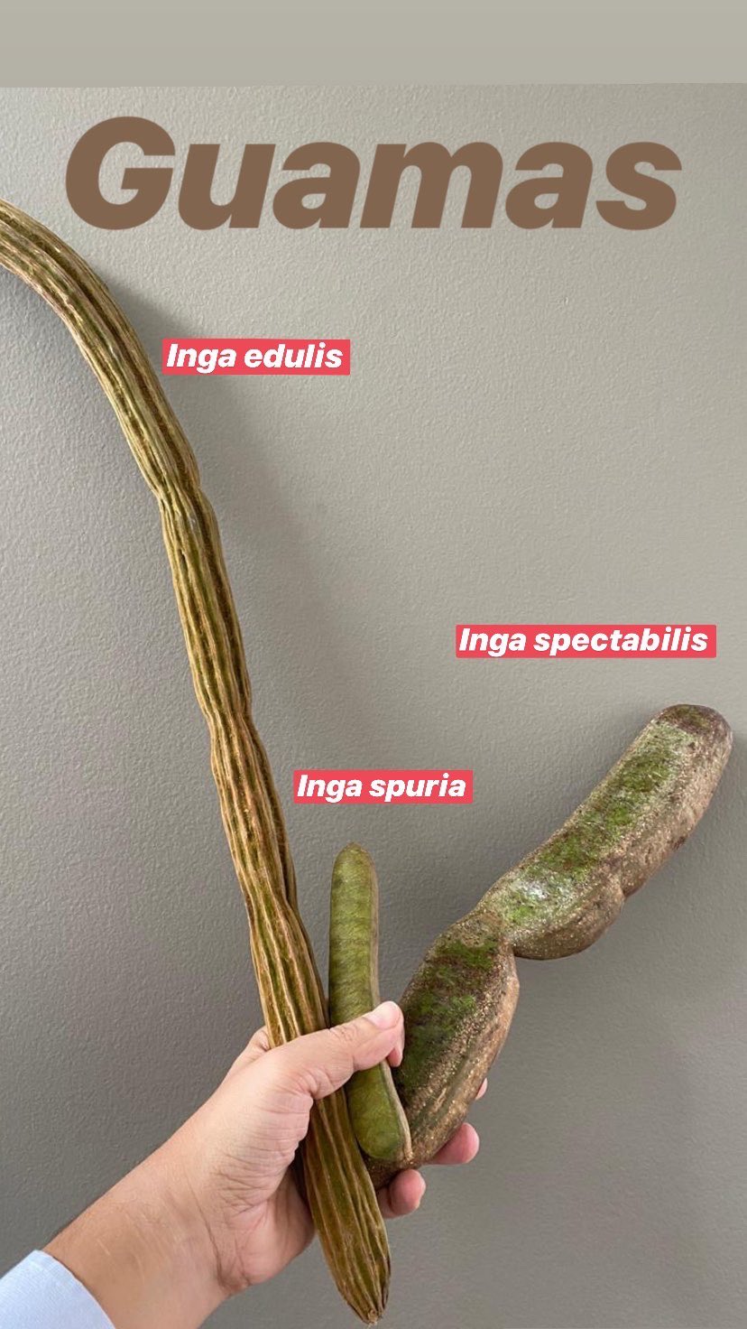 Inga spuria cheap