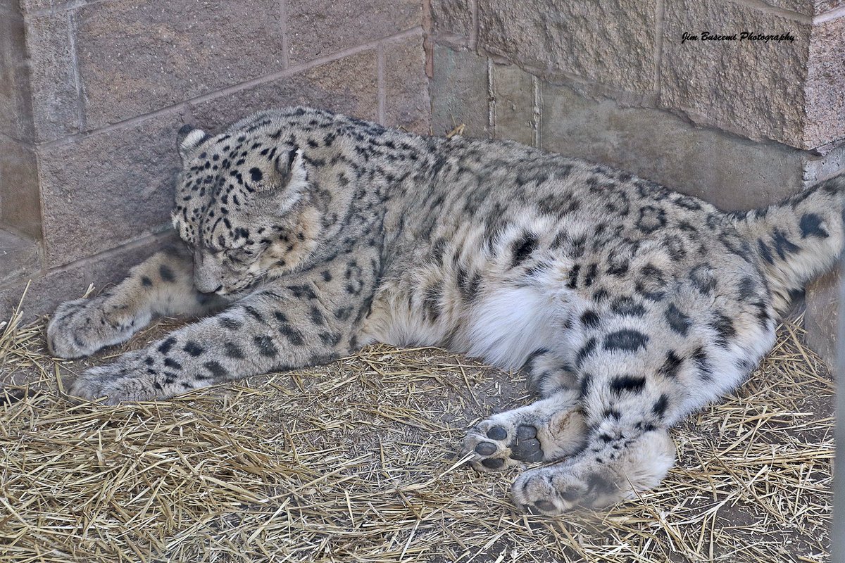 Jbusc33's tweet photo. #snowleopard @SenecaParkZoo #wildlife #wildlifephotography #hangingout #springday #snowleopardsofinstagram #napping #news8photo #enjoyingthesun https://t.co/AmNcBtJbA4