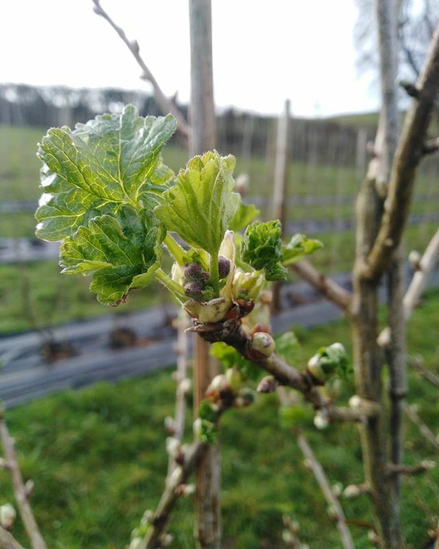 ollofruit's tweet photo. A couple of years ago we thought we'd play with the idea of trellising jostaberries. Our established plants from 2012 are 3x3x3m now and to pick the fruit you literally have to get in the bush! These are getting trained in quite a free fan shape and look… https://t.co/A8RNHTV2PE https://t.co/cbuyk2y0mT