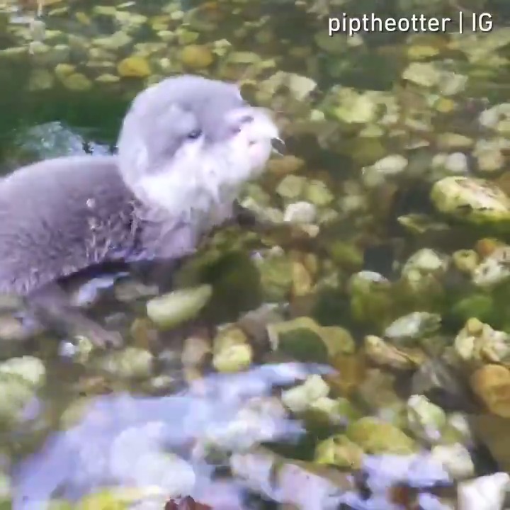 RT @fasc1nate: A baby otter enjoys the water for the first time.
https://t.co/Igj0qsVdvr