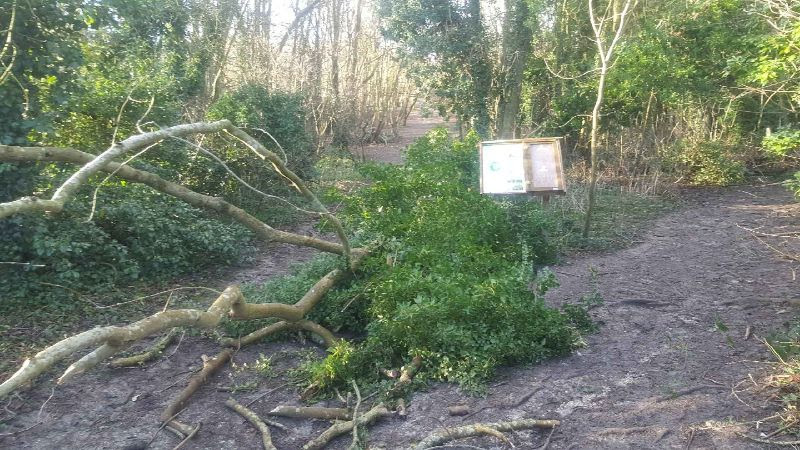 #AshDieback Update -  AVOID walking in Steyning Downland woods on windy days!  Infected Ash trees are prone to sudden collapse and can drop limbs without warning. We're working to remove dead and dangerous Ash from the Upper Horseshoe bridleway, but please heed local notices.