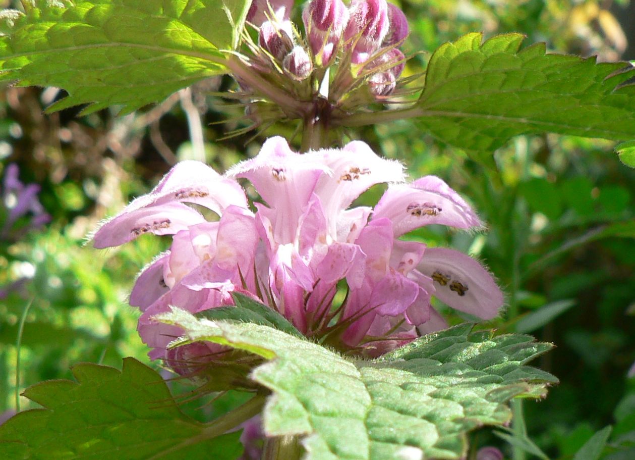 こころんグリーン オドリコソウの花の映像です 薄いピンクが 可愛らしいです 春の明るい日差しに映えます オドリコソウ ピンク色 春 春の花 山野草 野草 園芸 ガーデニング 熊本市南区 熊本市 T Co Yblky0parr Twitter