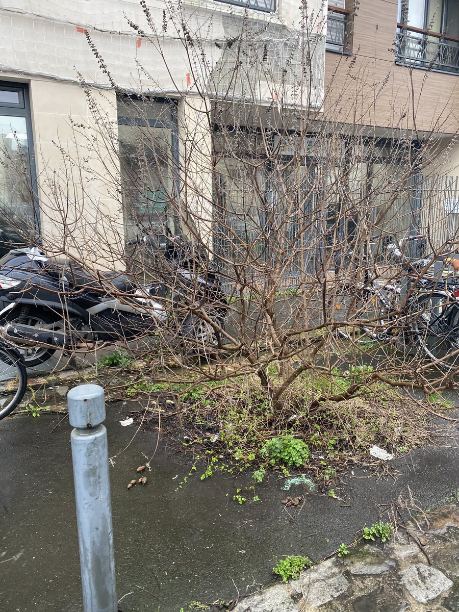Joel alexandre (@latriolle11) on Twitter photo Rue Navoiseau arbre mort depuis des mois, scooter abandonné plus de 6 mois que fait la mairie? 1. On demande d enlever l arbre et mettre emplacement stationnement vélo 2 faire enlever le scooter qui entrave la circulation sur le trottoir <a href="/MurielleMaze/">Murielle Mazé</a> <a href="/PatriceBessac/">Patrice Bessac</a> <a href="/montreuil/">Ville de Montreuil</a> Rue Navoiseau arbre mort depuis des mois, scooter abandonné plus de 6 mois que fait la mairie? 1. On demande d enlever l arbre et mettre emplacement stationnement vélo 2 faire enlever le scooter qui entrave la circulation sur le trottoir <a href="/MurielleMaze/">Murielle Mazé</a> <a href="/PatriceBessac/">Patrice Bessac</a> <a href="/montreuil/">Ville de Montreuil</a>