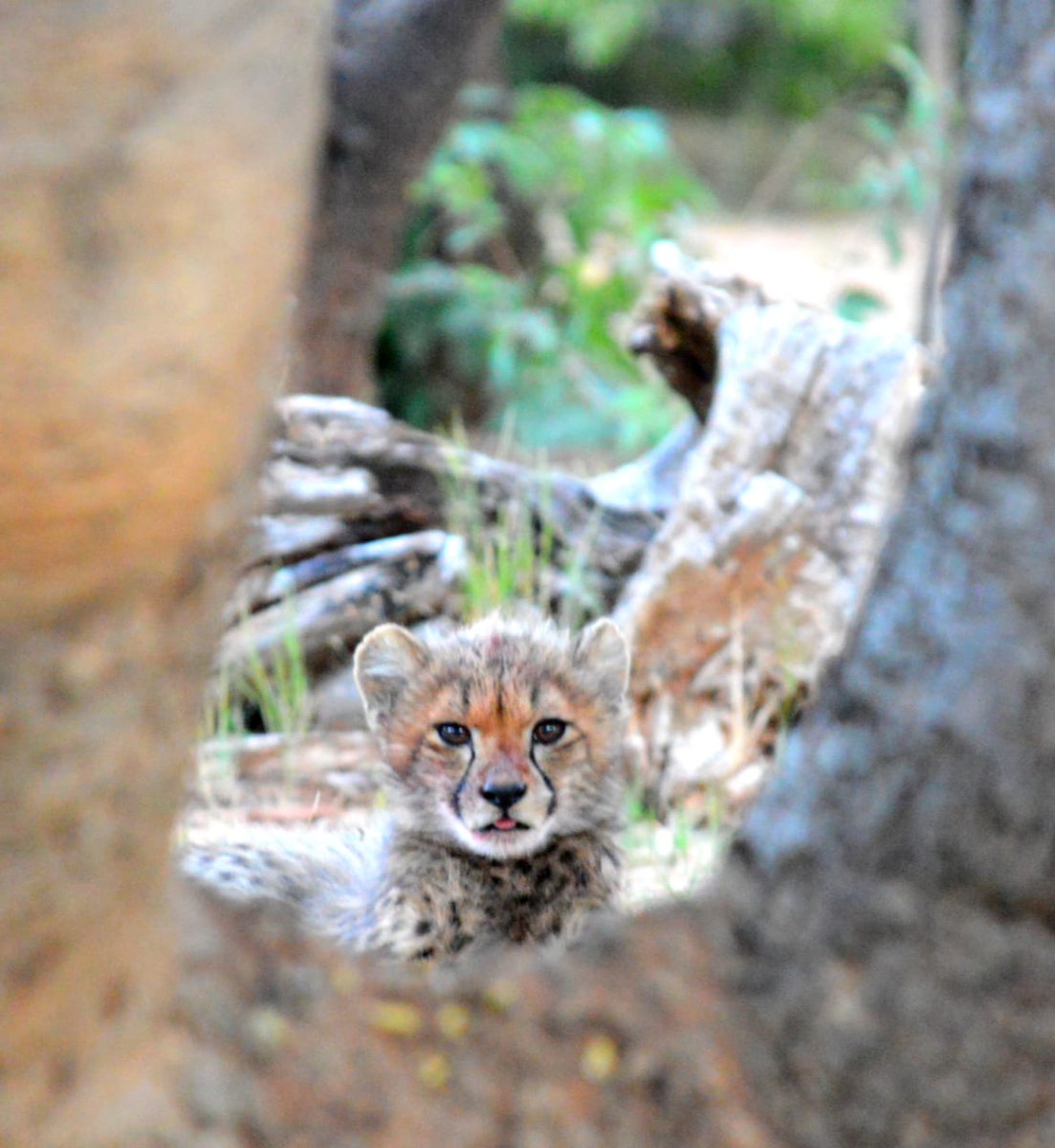 BushTimeMabula's tweet photo. Peek-a-boo! One of the young #Mabula #cheetah cubs takes a look at the big wide world.
#BushTimeAtMabula https://t.co/JRenLuLpdF