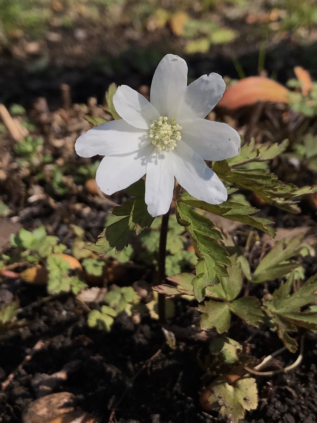 Twitter এ 調布市 野草園の花情報 野草園では キクザキイチゲ 菊咲一華 が見ごろになっています 早春に花 を咲かせ 地上部を枯らして夏眠することからスプリング エフェメラル 春の妖精 の一種に数えられています 花言葉は 静かな瞳 T Co