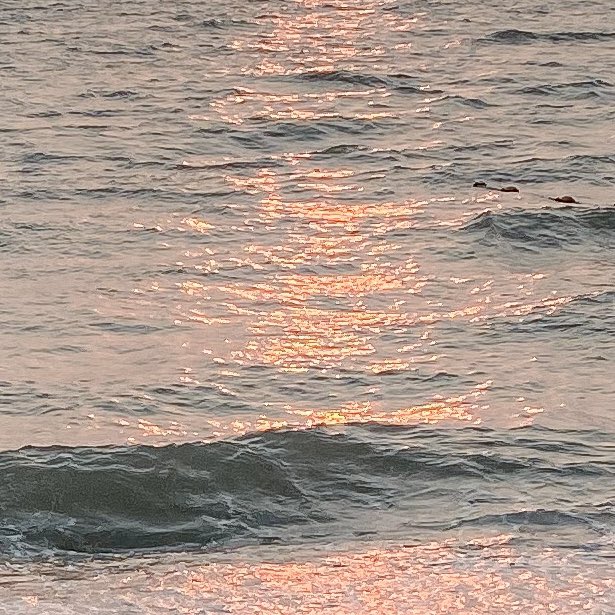 - 𝘀𝗲𝗮𝗵𝗼𝗹𝗶𝗰 🌊🌞 tweet media