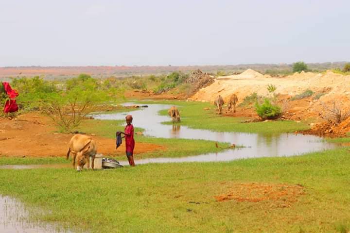 Dalmar_DiriE's tweet photo. Dhulkaas waxan Haysanaa Nicadii Midkastaa Ay Taalo Oo Geel,Lo`ada Iyo Faradaba Daaqayaan oo Hadan Webiyadu is Gownayaan Waxanu ubaahanahay In aan ufikirno oo Wax soo saar samayno #Goobweyn #Jubbaland #Baahinta #Bilicda #Dalka @ArahmaanAhmed @NageeyeKhaliif https://t.co/RmOKwmdBSI