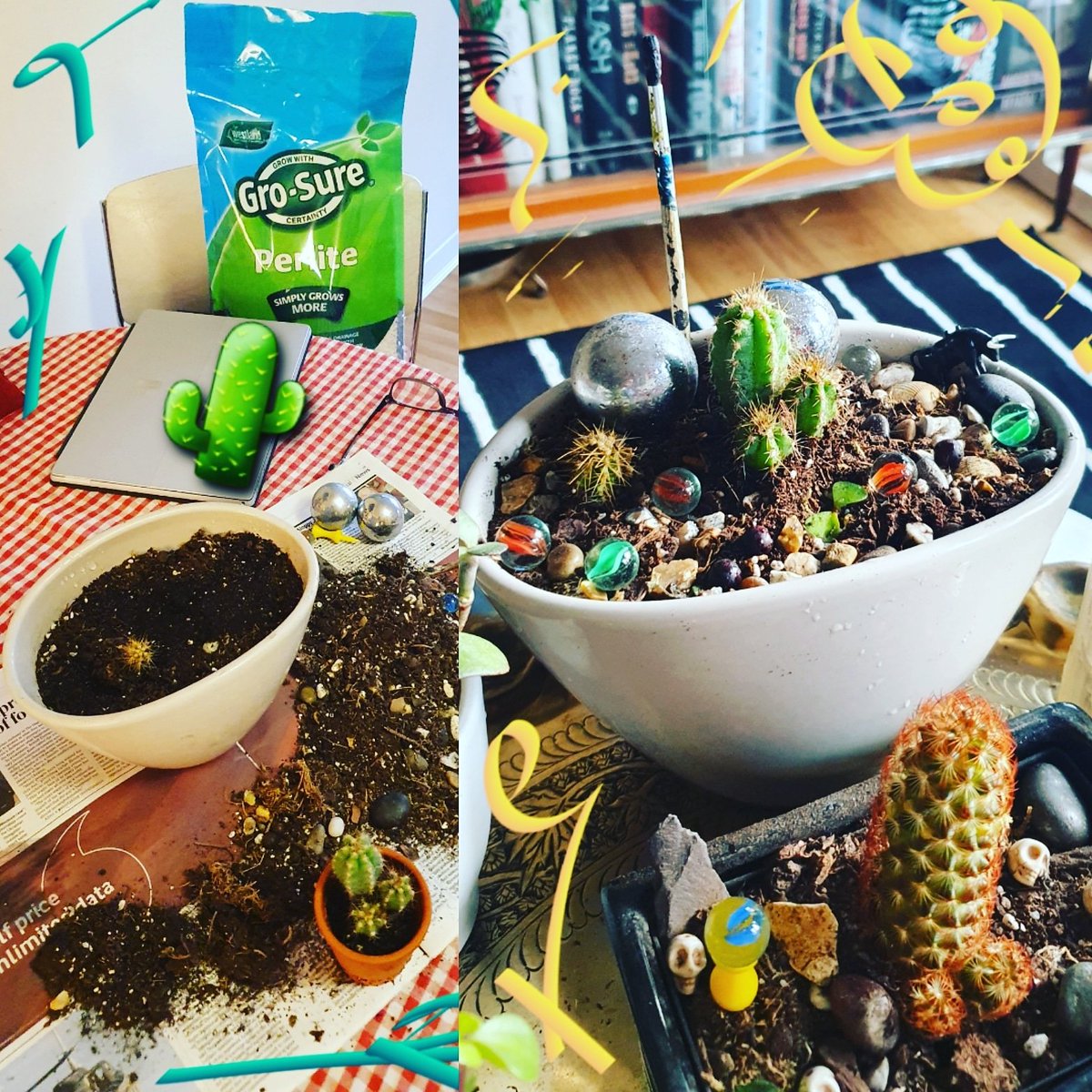 gardener_herb's tweet photo. 🌵A newcomer to #repotting #growing #cacti 🌵 Have added to #perlite to aid #drainage #aeration 🌬 At 2 Quid from #floweredcorner buying #cacti is an addition 🌵 https://t.co/0nDVPtdeGY