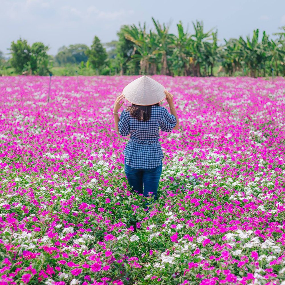 immigration_net's tweet photo. 𝐏𝐞𝐫𝐢𝐰𝐢𝐧𝐤𝐥𝐞 𝐟𝐥𝐨𝐰𝐞𝐫𝐬 𝐢𝐧 𝐟𝐮𝐥𝐥 𝐛𝐥𝐨𝐨𝐦 𝐢𝐧 𝐌𝐞𝐤𝐨𝐧𝐠 𝐃𝐞𝐥𝐭𝐚
From the Lunar New Year holiday, until the end of the third lunar month
#vietnamtravel #vietnambeauty #vietnamimmigrationservice #vietnamvisaonline https://t.co/001jfjvBiX