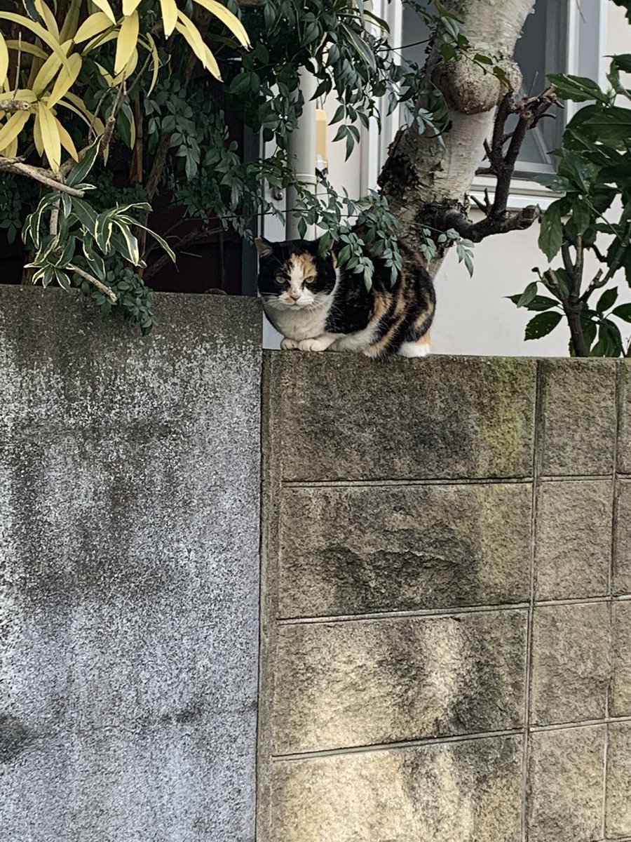 タケモトピアノ Twitter Search タケモトピアノ Twitter Search