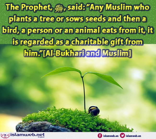 IslamwebEN's tweet image. The Prophet, ﷺ, said: “Any Muslim who plants a tree or sows seed sand then a bird, a person or an animal eats from it, it is regarded as a charitable gift from him.”[Al-Bukhari and Muslim]@ islamweb.net/en/article/155…
