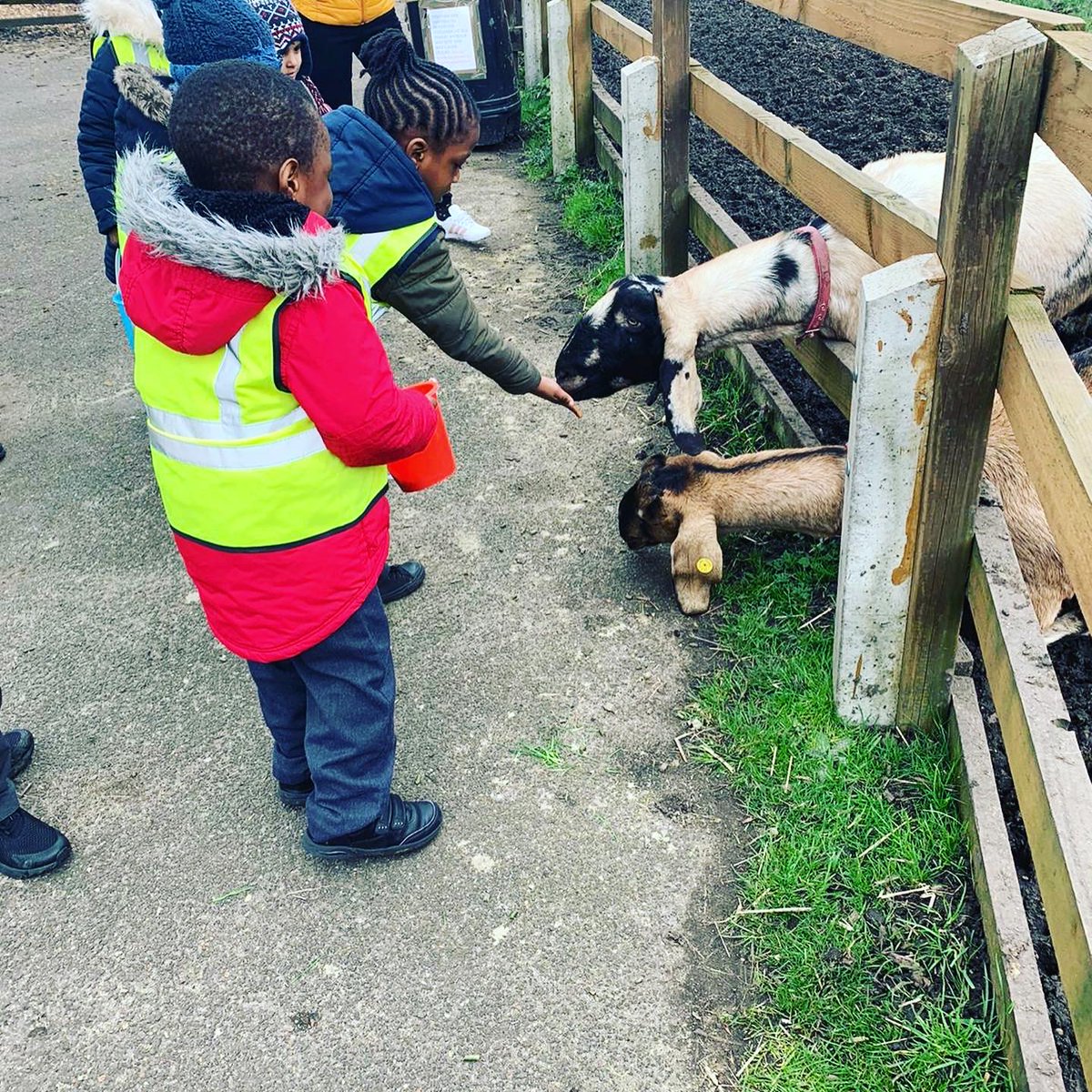MandevillePS's tweet photo. Yesterday, Reception had a fantastic day at Brook Farm. They had so much fun and were able to stroke the ponies and donkeys, even feed the goats and alpacas. They also got to interact with lizards, turtles and snakes. Wow, what an amazing day! #brookfarm #reception #EYFS https://t.co/D6KESpYoHW