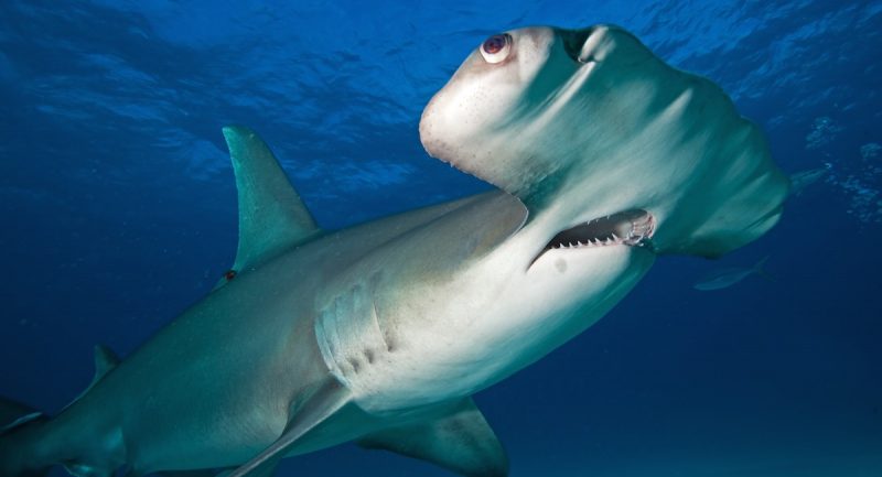 ScubaverseMedia's tweet photo. Savings on last minute liveaboard shark adventures in the Bahamas… UK-based Tour Operator @diveworldwide is offering exclusive savings on this exclusive Bahamas trip which includes time at Tiger Beach. @AggressorTravel #itsbetterinthebahamas #dive #travel
https://t.co/rGnFFKDQj9 https://t.co/QbYmliuKcT