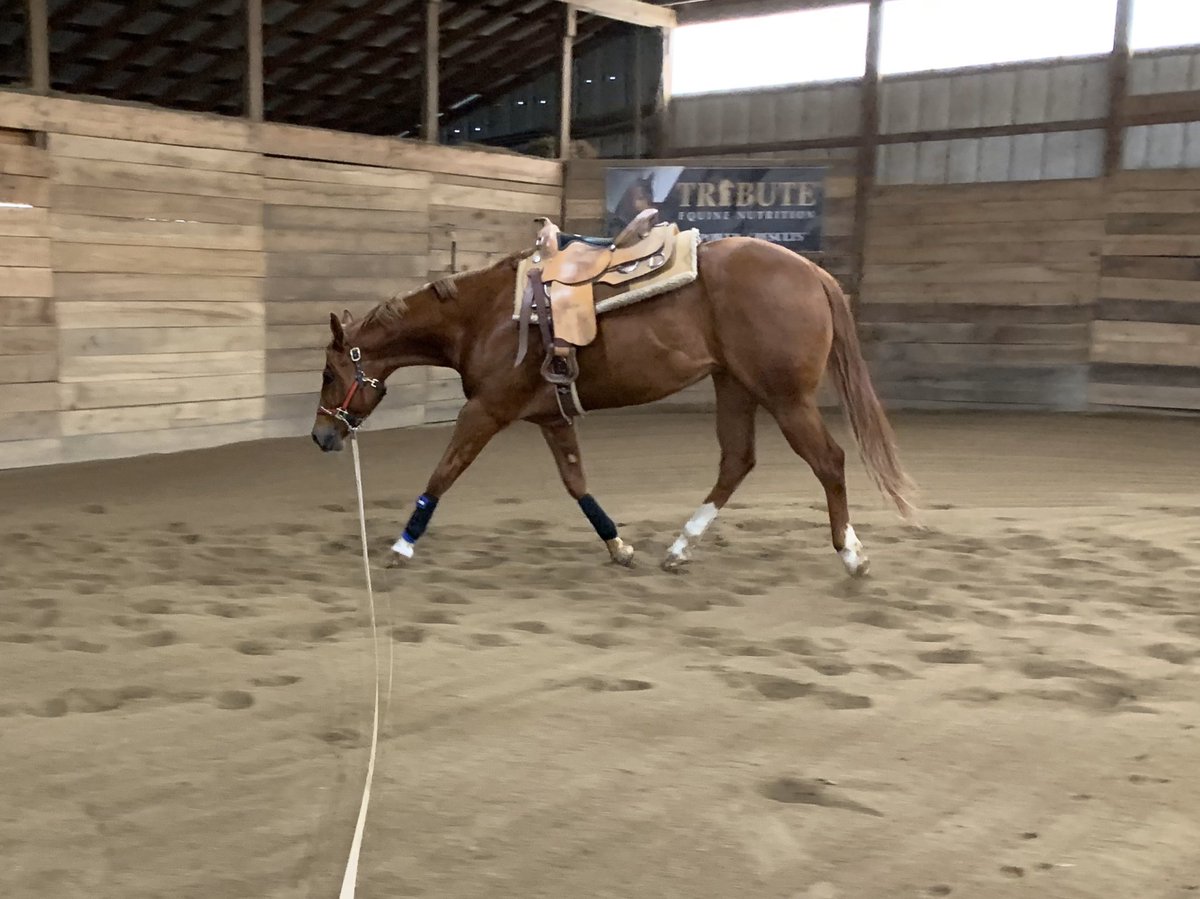 abigayle_wright's tweet photo. Growing up so fast 🤩 #InvestInYourDream #ThreeYrOld #AQHA #APHA #HunterUnderSaddle https://t.co/qr1CF20Kn7