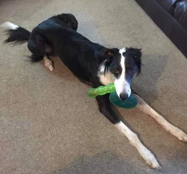 🐾Frazer_FFH🐾 tweet media