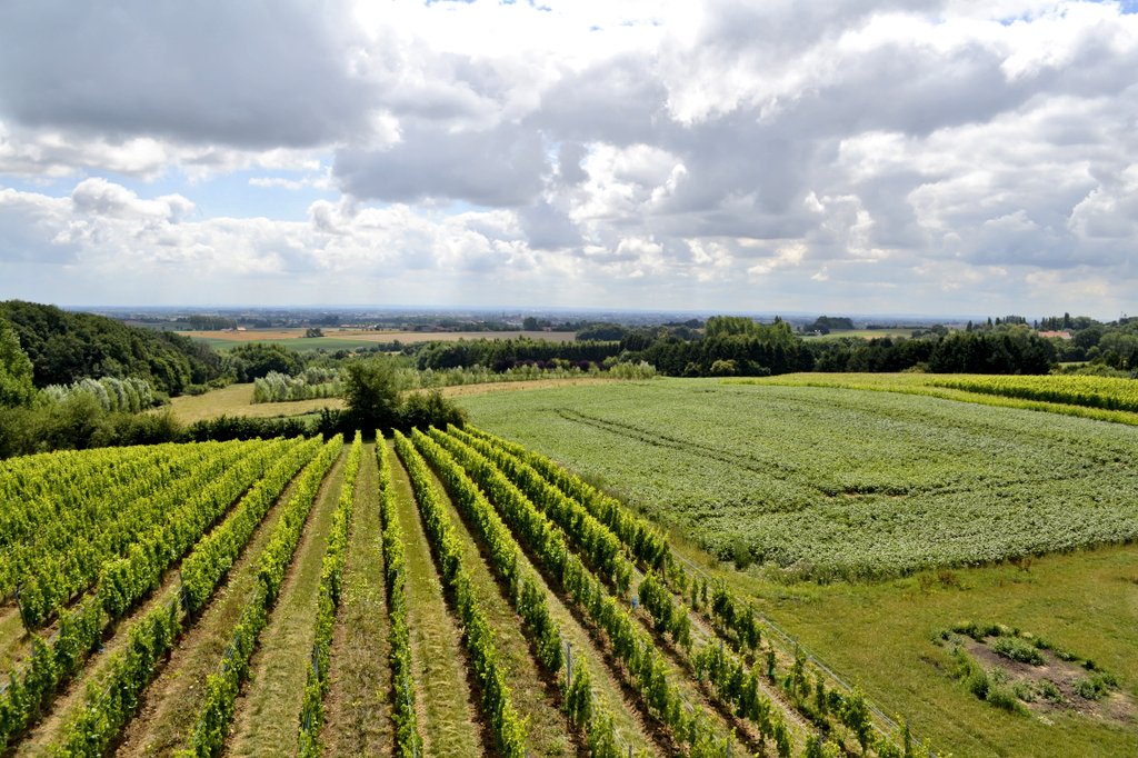 Good morning Twitter world. Here's one I took looking across a vineyard in Belgium, as we went over on a chairlift. Have a terrific Thursday! 😀