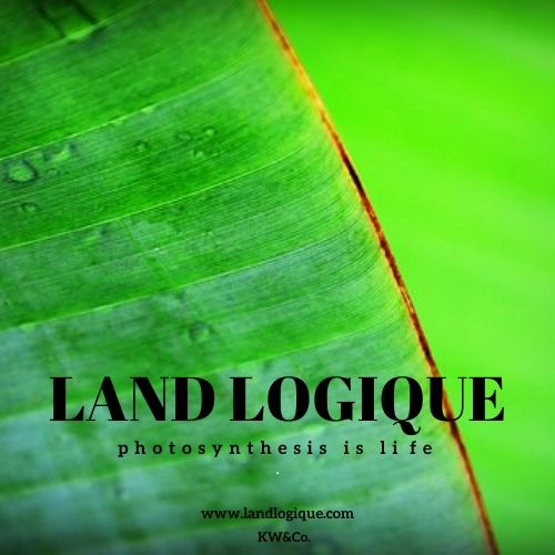 kmjworthington's tweet photo. P h o t o s y n t h e s i s   i s   l i f e 

           Help us get 100 subscriptions in 2 days  
         we want the world to work better together.
                 #landlogique  #loveyourplants

             https://t.co/JyHbWeQjmf https://t.co/TTpfqDwL1f