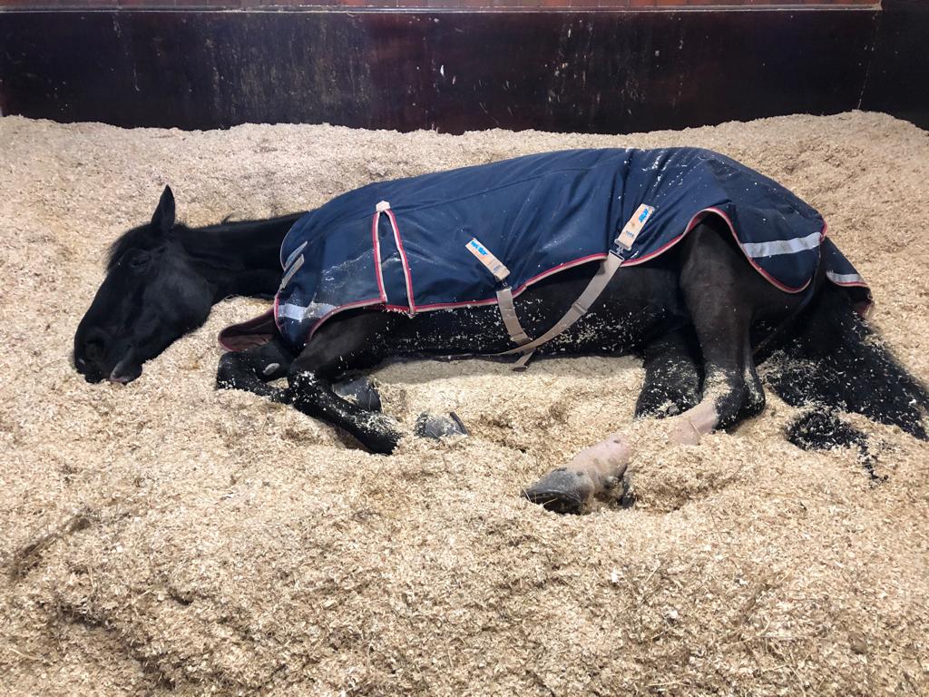 The <a href="/BBCOne/">BBC One</a> and <a href="/BBCCrimewatch/">Crimewatch Live</a> obviously didn’t offer Harriet enough money to be on today’s show. Hopefully she will change her mind and be ready for <a href="/MichAckerley/">Michelle Ackerley</a> and the team for their live broadcast from the yard at quarter past 9. #StandTall #CrimeWatch #PHHarriet #Diva