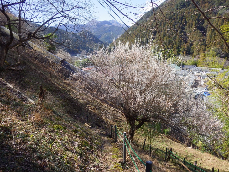 奥多摩ビジターセンター 奥多摩ビジターセンター 自然情報 3 11に奥多摩町海沢のカタクリ山へ行き カタクリの開花 状況を確認してきました カタクリの蕾は多数見られたものの 開花にはまだ早かったようです 周辺ではウメの花が見頃を迎えており