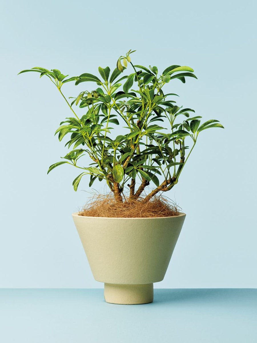 Ginza 新生活に必要なものはたくさんあるけれど 一緒に成長していく植物をまずは向かい入れてみる お部屋の雰囲気もアップしちゃいそう 鉢植えから始めよう お手頃な観葉植物 今こそお部屋に観葉植物 T Co 4nqfo94slw T Co