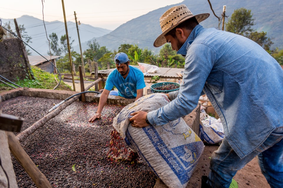 TopBrewer Ireland on Twitter "We source our premium coffee directly from our partner farms and