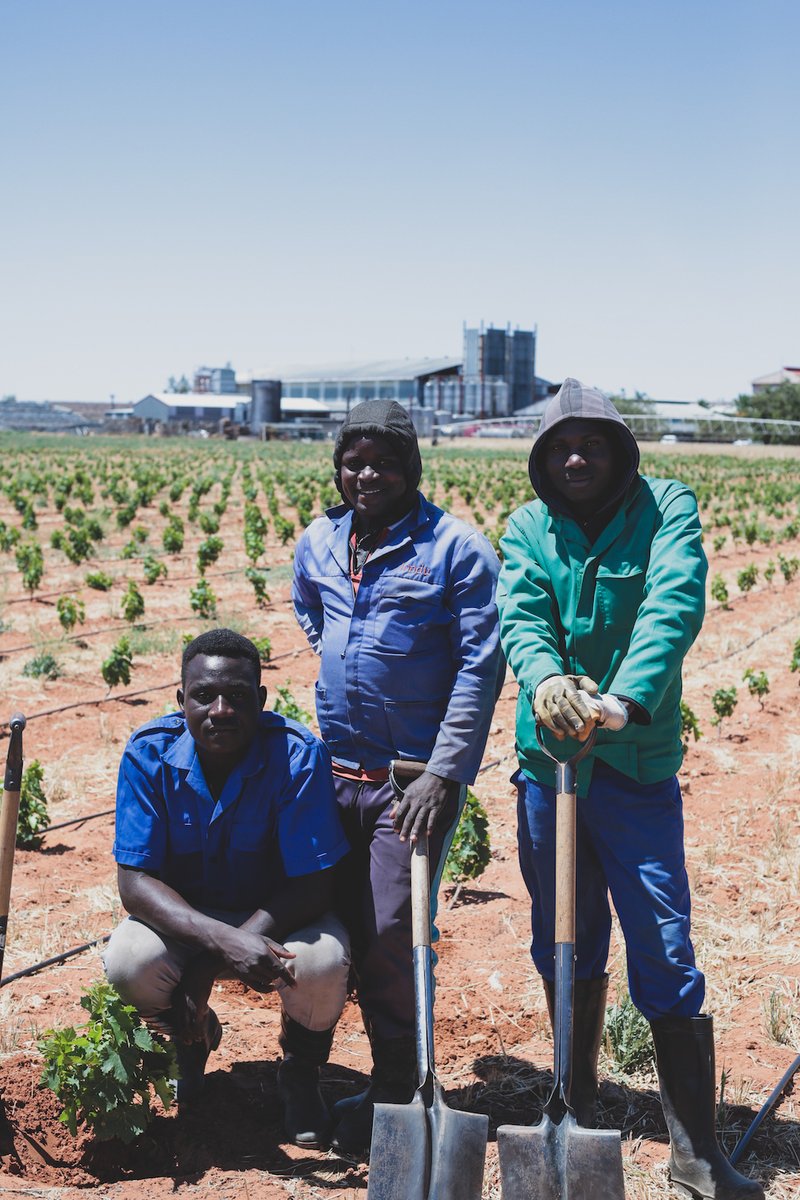 Our employees are tending to our new vineyards, ensuring prosperous growth and development. It is of utmost importance to us that our farmworkers are well cared for and encouraged to learn and develop their skill sets continually. 

#stellarwinery