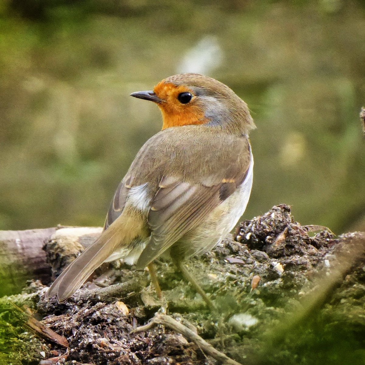 jonnorthf64's tweet photo. Robin #robin #Bridport #Dorset #dorsetwildlife https://t.co/CvmsMMixqu