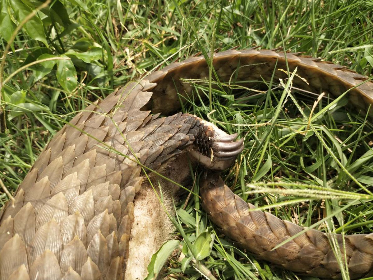 WAOSD_2408's tweet photo. The latest article penned by Dr. Zhou Jinfeng the SG of @CBCGDF_China about #volunteers started a #campaign to detect #ecommerce platforms #wildlife #illegal #trade &amp; #consumption https://t.co/UTogVrRxAh. The #Internest Has #WildAnimals Guard #Agents. #COVID19 #Quarantine #Eco https://t.co/VL015BrlhW