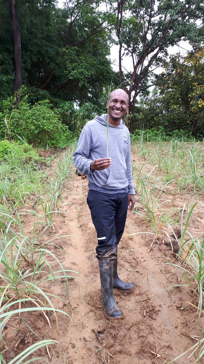 atcochrane's tweet photo. @sa_canegrowers Trials with #speedlings in #Tanzania show good potential for #smallholderfarmers especially for nucleus seedcane nurseries and interrow #foodcrops
Following India's #SSI (sustainable sugarcane initiative) methodology of wider spacing and main shoot removal for better tillering https://t.co/FwNlqEGHKy