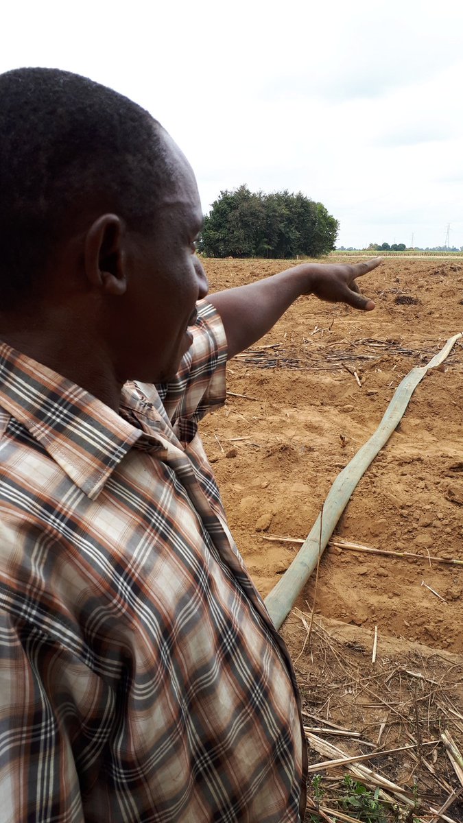 atcochrane's tweet photo. @sa_canegrowers Trials with #speedlings in #Tanzania show good potential for #smallholderfarmers especially for nucleus seedcane nurseries and interrow #foodcrops
Following India's #SSI (sustainable sugarcane initiative) methodology of wider spacing and main shoot removal for better tillering https://t.co/FwNlqEGHKy