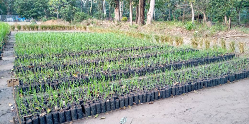 atcochrane's tweet photo. @sa_canegrowers Trials with #speedlings in #Tanzania show good potential for #smallholderfarmers especially for nucleus seedcane nurseries and interrow #foodcrops
Following India's #SSI (sustainable sugarcane initiative) methodology of wider spacing and main shoot removal for better tillering https://t.co/FwNlqEGHKy