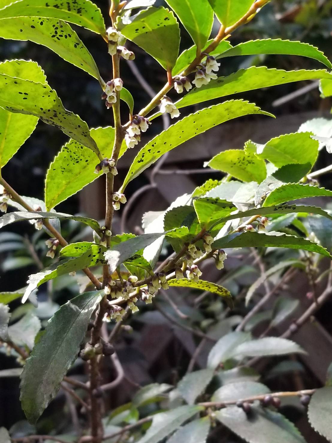 柃 Twitter Search Twitter