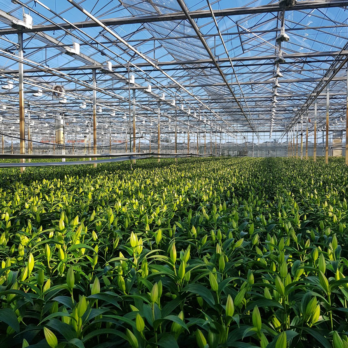 Gentily_Lilies's tweet photo. Just another day at the office 😉
#freshcutliliums #proudgrower #gorgeouslilies #lilyflower #flowers #greenhouse #sun #floweringtheworld #gentily #truegentlemanservice https://t.co/Ub9hlUgI26