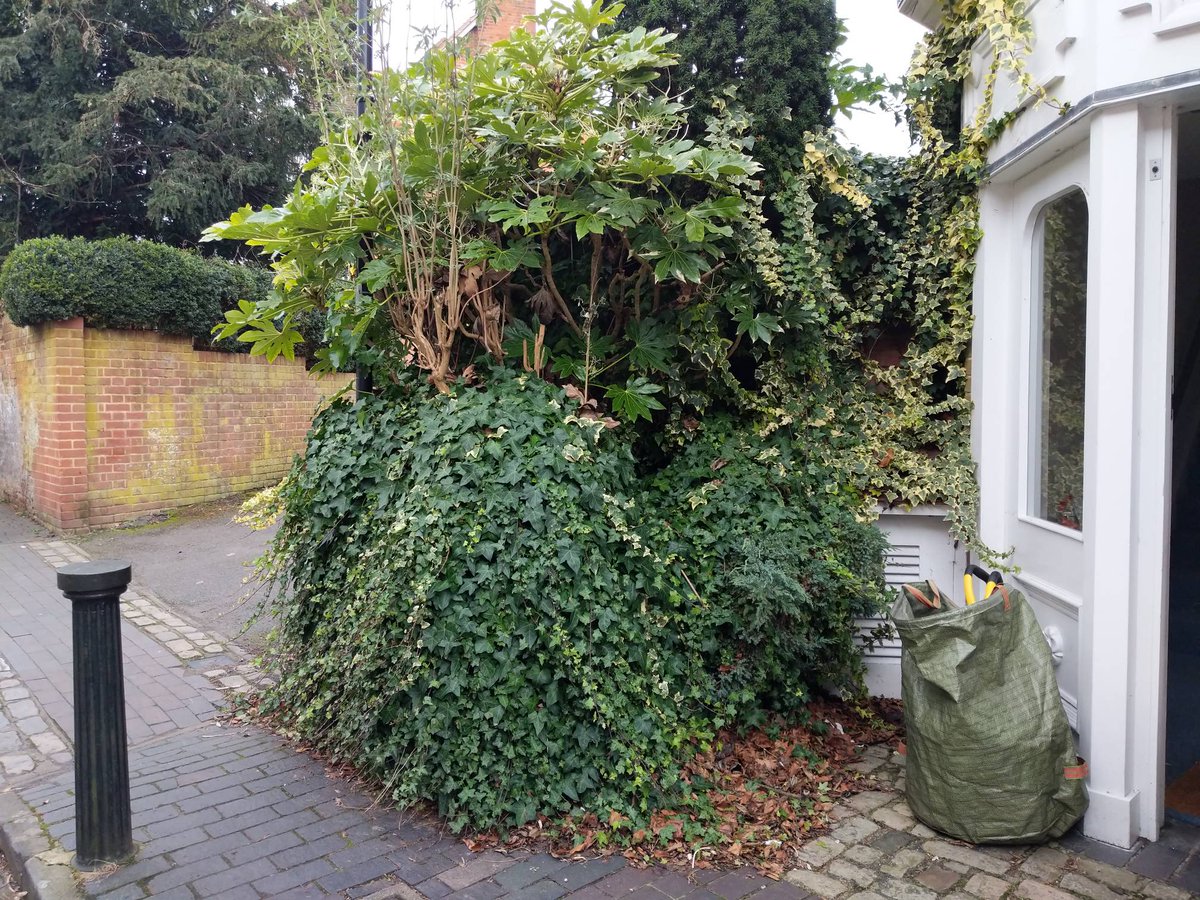 10uclfarnham's tweet photo. Our flower bed is looking a bit tired of winter. What do you think we should plant for early spring colour? It's come a long way in 2 years from an unsightly scrubby patch full of beer cans. We've got some lovely Mediterranean herbs, but they don't look their best right now. https://t.co/el6OZNlNv7