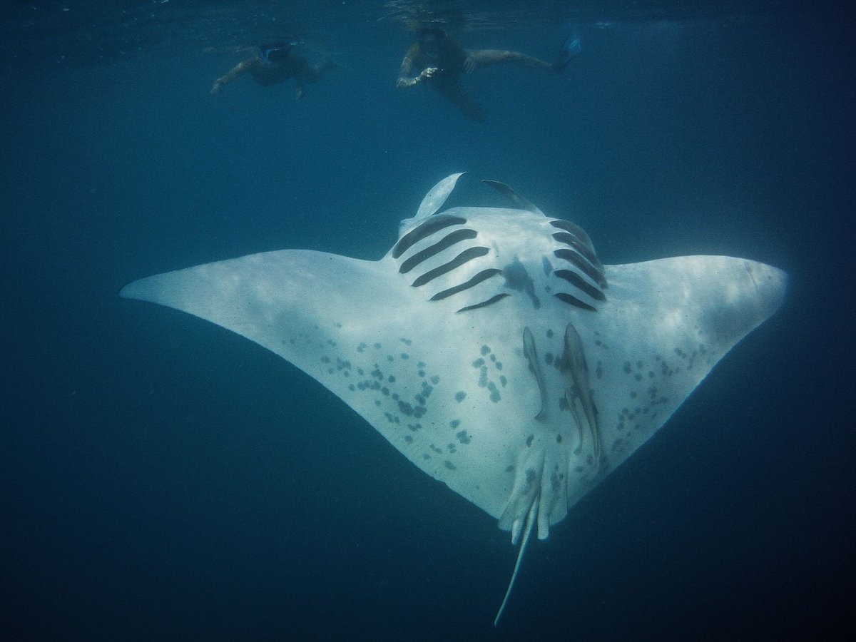 MantaTrust's tweet photo. A big conservation challenge at this site is regulating the number of tourists. Manta Project Fiji is working together with all communities and resorts on the surrounding islands to develop a sustainable management plan. 2/2

@saveourseas 

📷: Luke Gordon https://t.co/ufagB15iW0