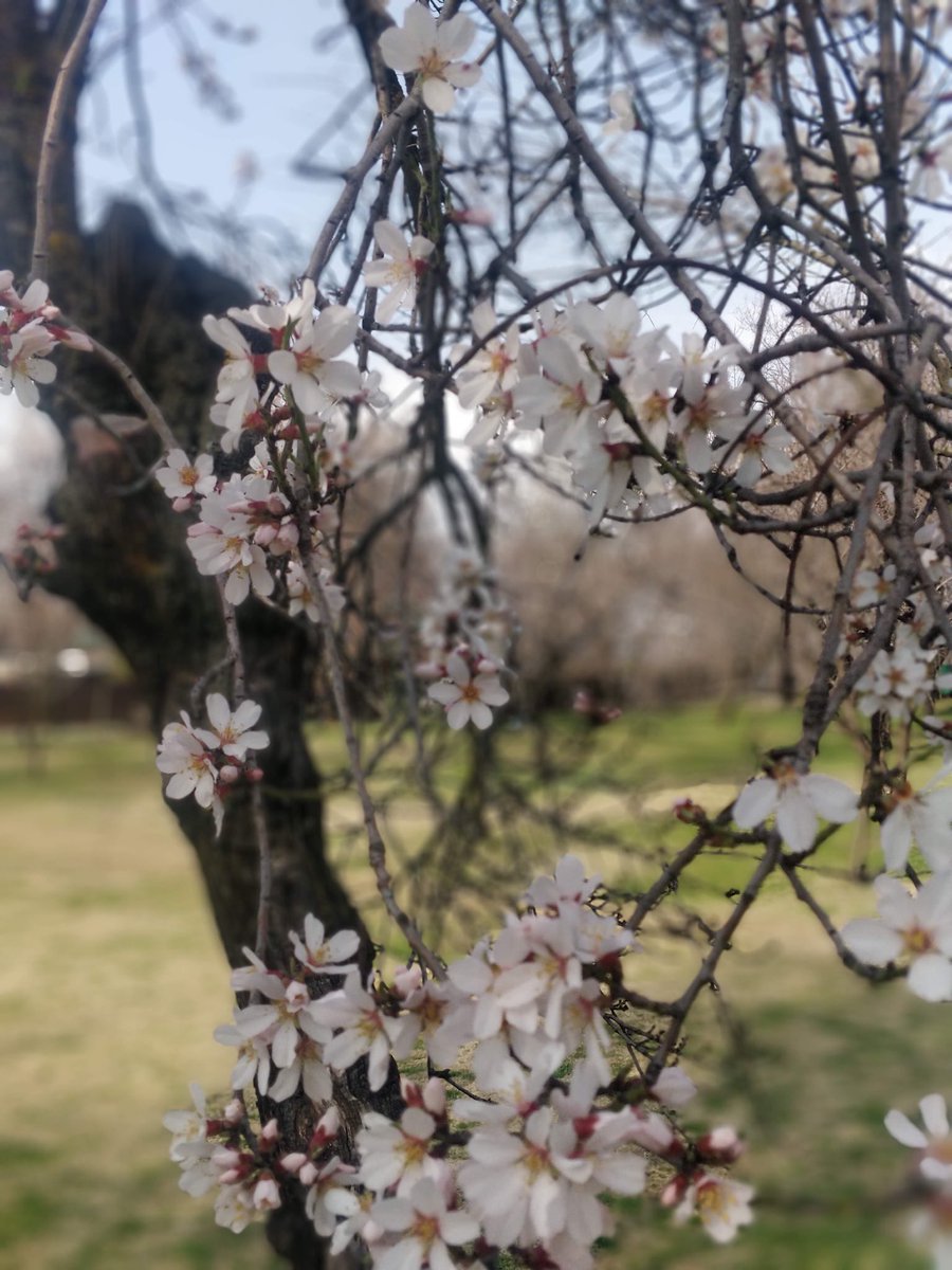 RoohiNazki's tweet photo. Where flowers bloom ...

#kashmir #phulai #almondblossoms #soanth #spring https://t.co/K4Pydx4AkR