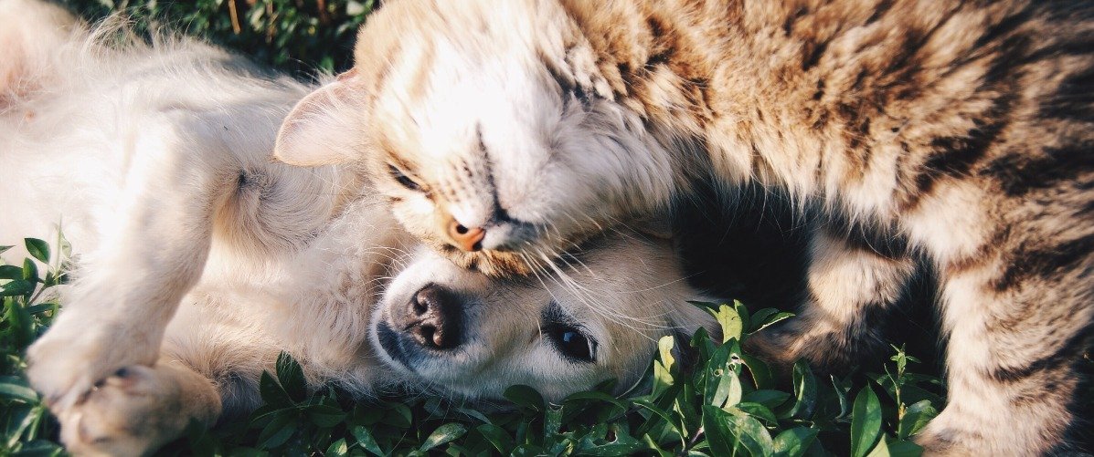 Curious about eco-friendly pet food? 🐕🐈 You're in luck! 🍀

➡️ bit.ly/soktipetfood 

In this article, we answer questions 3 critical questions about alternative food.

Reply with your thoughts 🌱
#petfood #sustainability #SOKTI