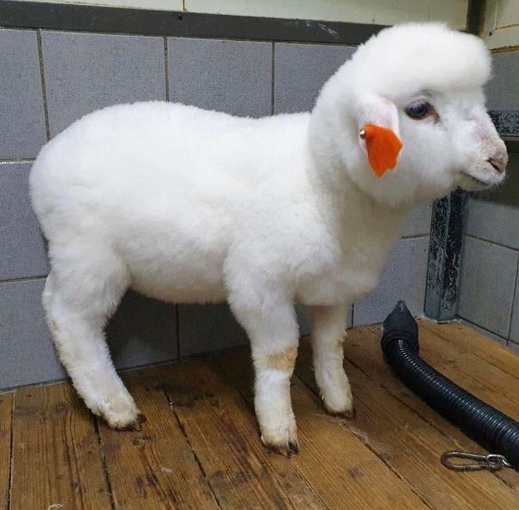 เจอมาในเฟส ก็คือ ก็คือ น้องงงงงงง จริงๆน้องไม่ได้สีน้ำตาล จริงๆน้องขาว น้องเป็นสโนไวท์ททททททท