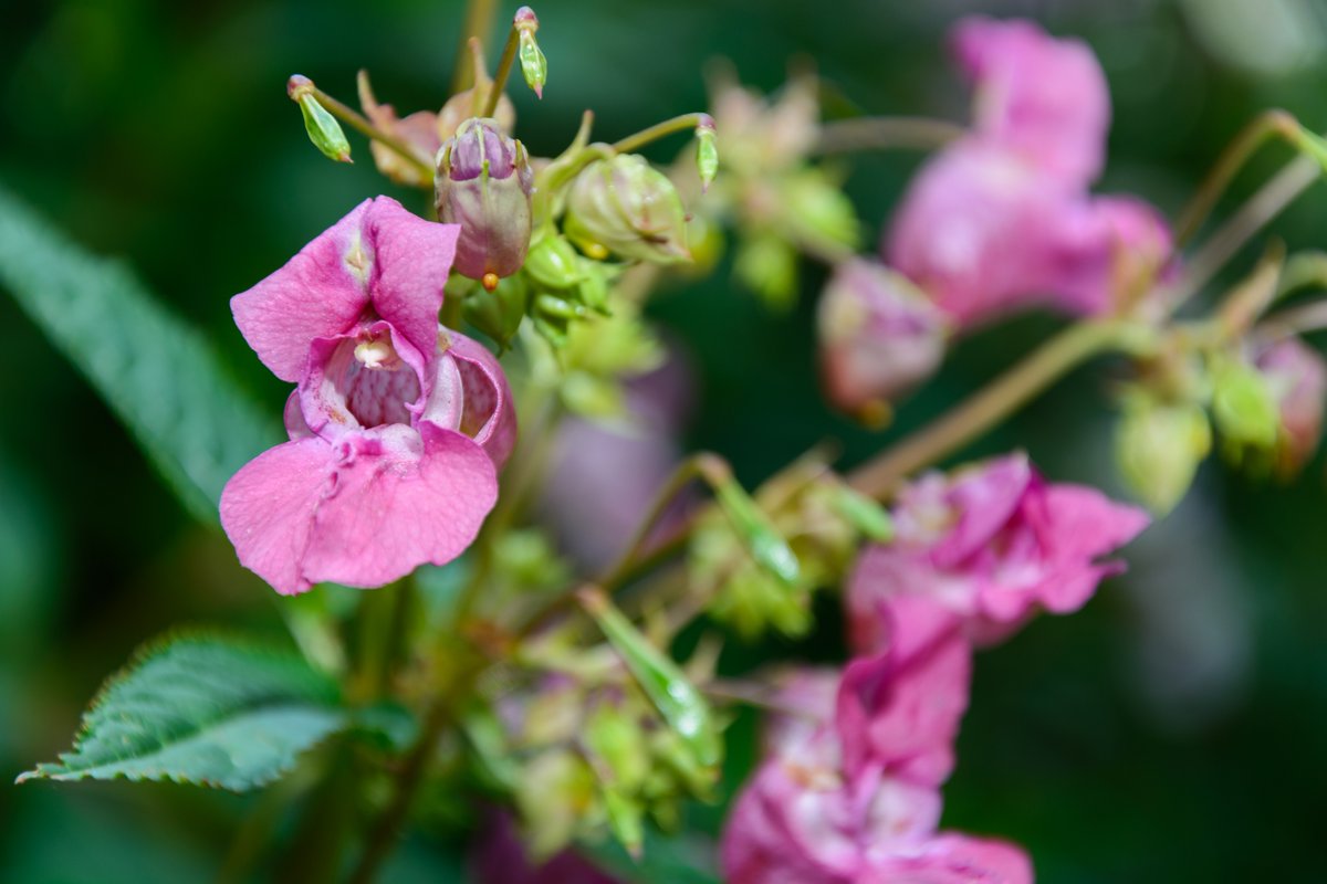 DeepdeneTrail's tweet photo. Today is #NationalPlantAFlowerDay. 
Why not pay our gorgeous flowers and gardens a visit this weekend. With Spring fast approaching we can't wait to see our flowers at Deepdene start to bloom.
#DeepdeneTrail #spring2020 https://t.co/QhF71AztwN