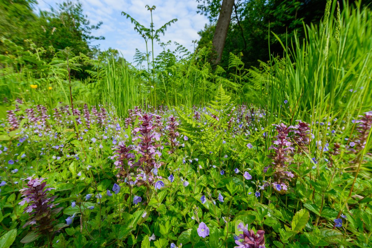 DeepdeneTrail's tweet photo. Today is #NationalPlantAFlowerDay. 
Why not pay our gorgeous flowers and gardens a visit this weekend. With Spring fast approaching we can't wait to see our flowers at Deepdene start to bloom.
#DeepdeneTrail #spring2020 https://t.co/QhF71AztwN