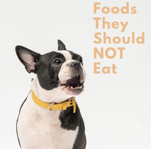 thecaninemart's tweet photo. 🐾 As paw parents, one of the most important things for our fur babies is being healthy and happy! Here’s some information about what we should NOT feed to our dogs. Every dog is unique, and these are the things to keep in mind. #thecaninemart #petshopabuja #petiq #abujadogs https://t.co/uFomT1iruR