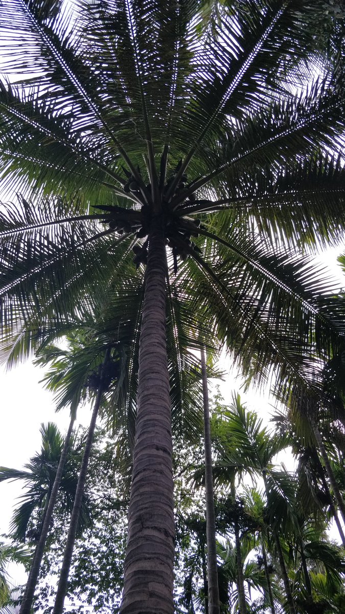 n_arunkumar's tweet photo. #shotononeplus @OnePlus_IN @oneplus. Taken at Coorg, Karnataka, India. OnePlus 5 https://t.co/WS4CtTTnrn